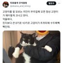 진짜존나큰 고양이랑 살고시품 이미지