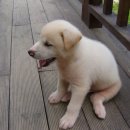 펜션비우고채우는숲 이미지