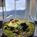 테라리움 이미지