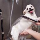 세종애견