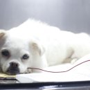 늘봄동물병원 이미지