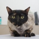 코냥코냥 이미지