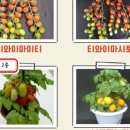 토마토25시 이미지