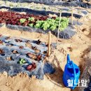 무럭이농장 이미지