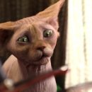 우정앤독스 이미지