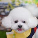 로이펫살롱 이미지