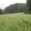 메밀목장 이미지