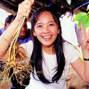 금산인삼 이미지