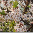 복숭아꽃 살구꽃 이미지