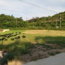 향림동산(흑염소농장) 이미지