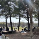 피프스냅 서울숲 벚꽃스냅 후기
