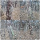 임도삼거리 공중화장실 | 낙동정맥 아랫삼승령~임도삼거리까지