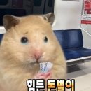 스페스11 | [경주]황리단길 빵집 녹음제과 후기(웨이팅 꿀팁, 빵리뷰)