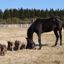 새별목장 이미지