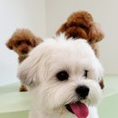 휴멍애견유치원 이미지