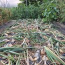 양파 수확해서 매달기 했습니다. 이미지