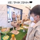 브룩스 캣 카페 이미지