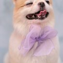 제이애견샵 이미지