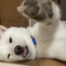 귀여워, 댕댕이 이미지