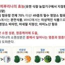 피엑스 Daum카페