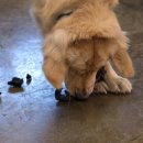 독불장군 이미지