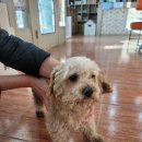 증평가정견훈련소 이미지