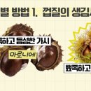 마로니에 이미지