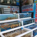 게간지