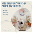 우다다 | [경기 부천] 강아지도 보호자도 만족한 우다다멍 애견카페 후기