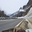 국립공원공단 국립공원야생생물보전원 북부보전센터 이미지