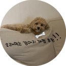 펫츠플레이트 | [반려견] 오래먹는 개껌 5가지 후기(펫츠플레이트/킹콩스틱/펫분/팜내츄럴/베네본)