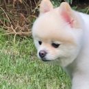 도그하우스 애견샵 이미지