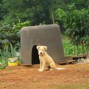 멍멍이 집 이미지