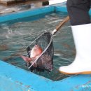 신진도pc 이미지