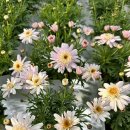 바닐라 PC(A) 이미지