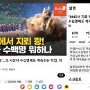 DMZ에서 지뢰 광! 북한군 수백명 뭐하나 이미지