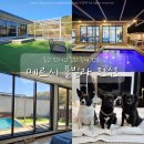 터보노래방 | 울산 애견동반펜션 메르시풀빌라펜션 대형견 부산근교