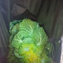 제철 집밥요리 | [삼척 중앙시장 장보기] 봄동 비빔밥으로 즐기는 제철 요리 막차 탑승 후기!