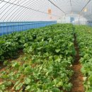 영관농장 이미지