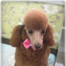 이쁜포리 이미지