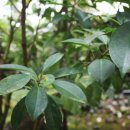 조록나무 뿌리 형상물 이미지