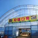 구미 자매다육, 다양한 다육이들이 한곳에! 구미 도리사 여행코스로 굿_라즈아가, 멘도사, 엘렌...