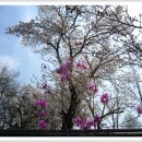 강릉 경포 호수와 벚꽃 이미지