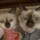 버만캣패밀리 이미지