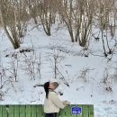 [대관령] 생일맞이 겨울 대관령 여행 1 / 나폴리피자 / 실버벨교회 / 이진리커피하우스 / 대관령양떼...