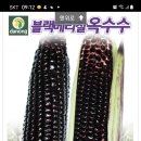 종묘사