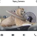 초코펫하우스 | 강아지 쿨매트 추천 초코펫하우스 얼음꽁꽁쿨매트 10kg 중형견 사용 후기