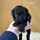 토이켄넬 Daum카페