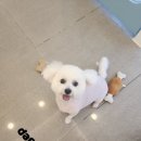 뚱이애견 이미지