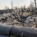 조선 최대의 직장 궁궐이야기 | [문화기획] 낙선재 후원재 걷고, 경회루에서 인왕산 즐기는 풍류는 왕실만의 호사일까?